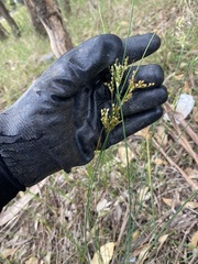 Juncus dichotomus
