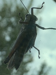 Paroxya