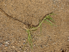 Cenchrus clandestinus