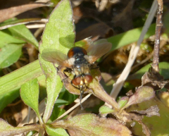 Gymnosoma rotundatum