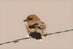 Lanius borealis