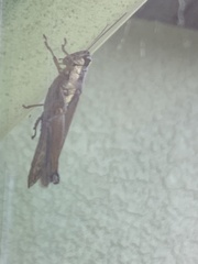 Paroxya