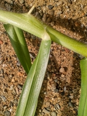 Cenchrus clandestinus