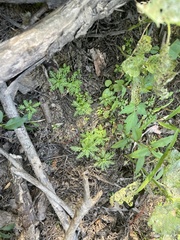 Proserpinaca palustris