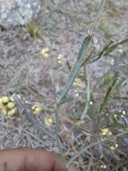 Baccharis articulata
