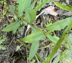 Proserpinaca palustris