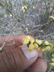 Baccharis articulata