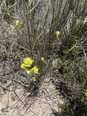 Glischrocaryon behrii