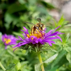Anthidium