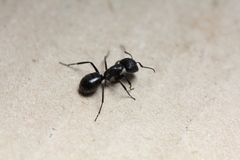 Camponotus distinguendus