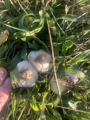 Lepiota cristata