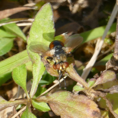 Gymnosoma rotundatum