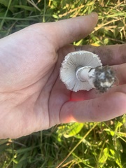 Lepiota cristata