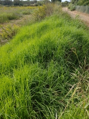 Cenchrus clandestinus