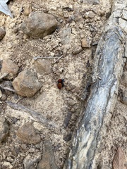 Phidippus cardinalis