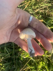 Lepiota cristata