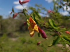 Dolichandra cynanchoides