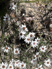 Argentipallium
