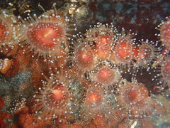 Corynactis californica