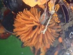 Eudistylia polymorpha