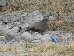 Metriopelia melanoptera