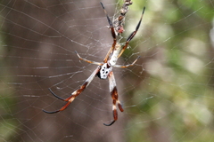 Trichonephila edulis
