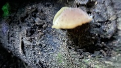 Heimiomyces tenuipes