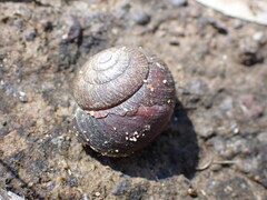 Sauroconcha corneovirens