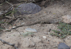 Aspidoscelis marmoratus