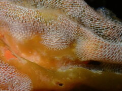 Corambe