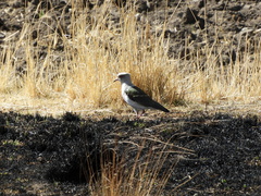Vanellus resplendens