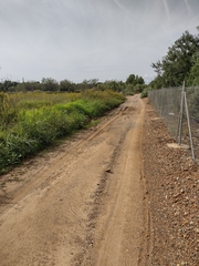 Cenchrus clandestinus