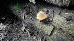 Heimiomyces tenuipes