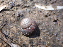 Sauroconcha corneovirens