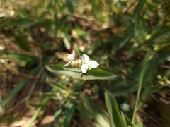 Tradescantia fluminensis