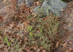 Tephrosia virginiana