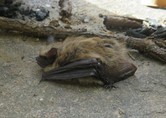 Myotis leibii