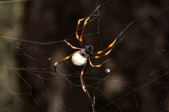 Trichonephila plumipes
