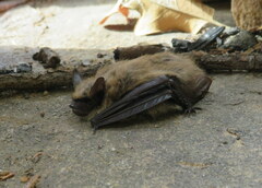 Myotis leibii