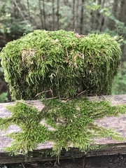 Dendroalsia abietina