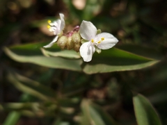 Tradescantia fluminensis