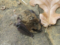 Myotis leibii