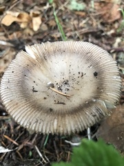 Amanita pachycolea