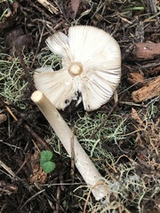 Amanita pachycolea