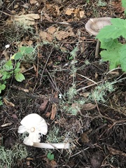 Amanita pachycolea