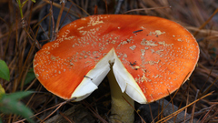 Amanita persicina