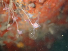 Ectopleura marina