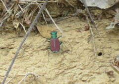 Cicindela splendida