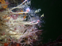 Ectopleura marina