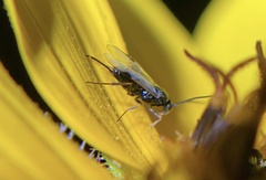 Microgastrinae